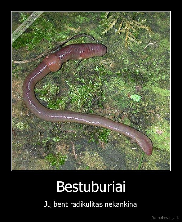 radikulitas, bestuburiai