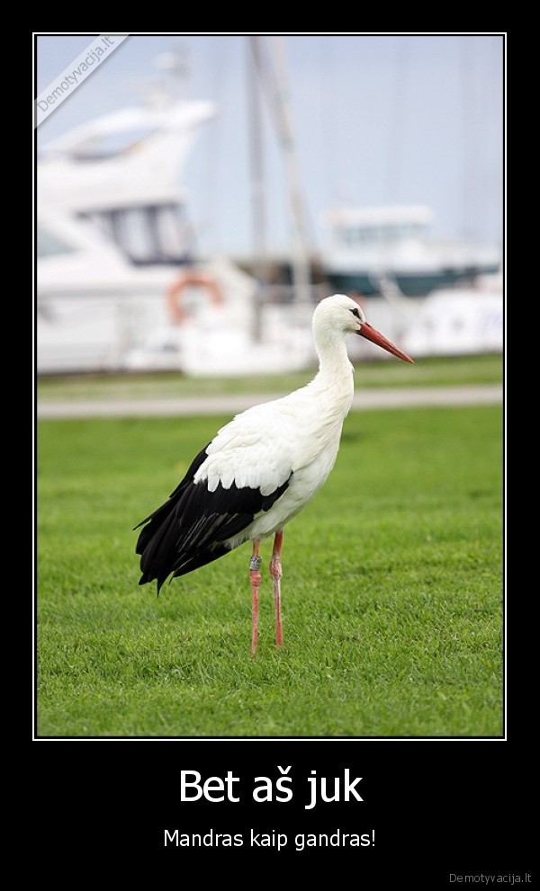 mandras,gandras,paukstis,ka, tu