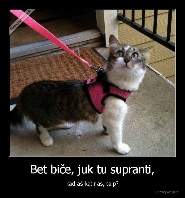 gyvunai,pavadelis,pavedzioti,katinas,kate,augintiniai