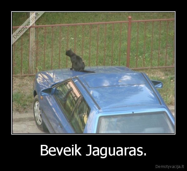 Beveik Jaguaras.