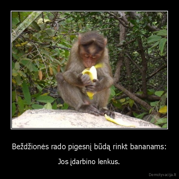 Beždžionės rado pigesnį būdą rinkt bananams: