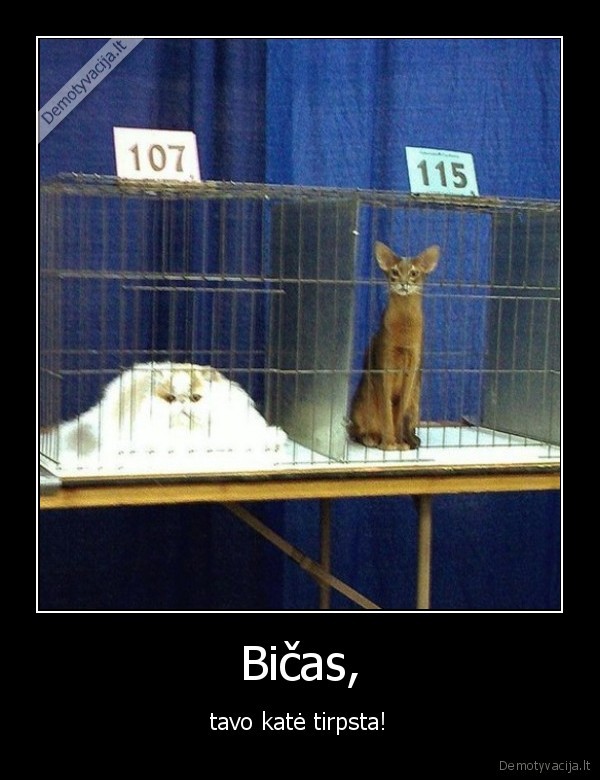 juokinga, kate,kaciu, paroda