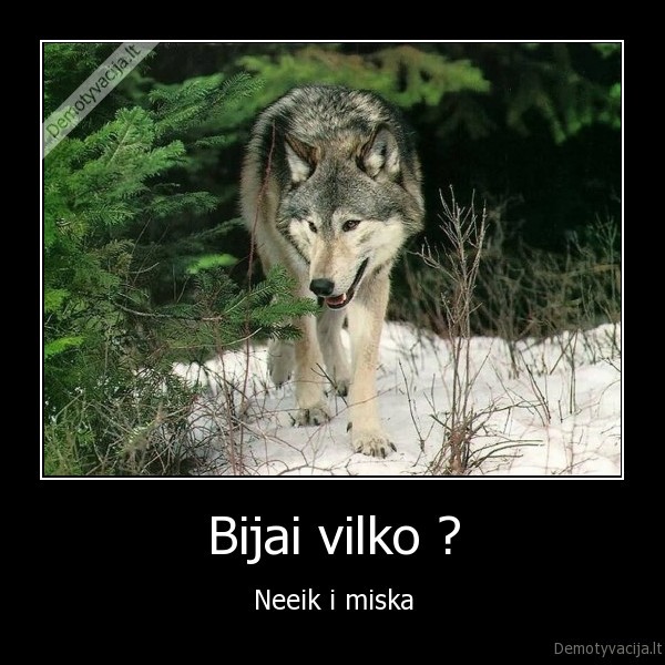 vilkas,miskas