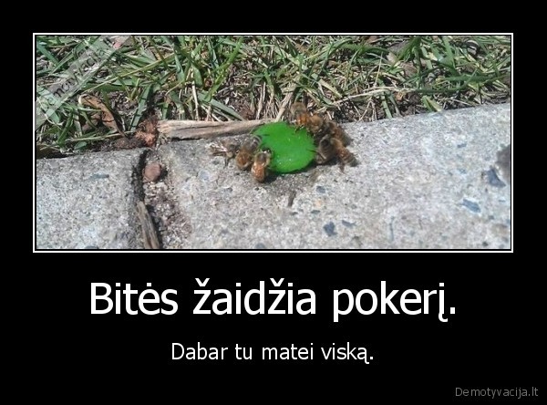 pokeris,bites,zaisti