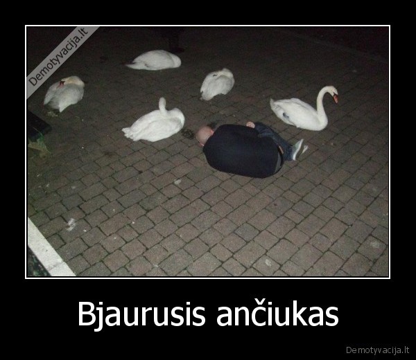 girtas, miegas,gulbes, miega