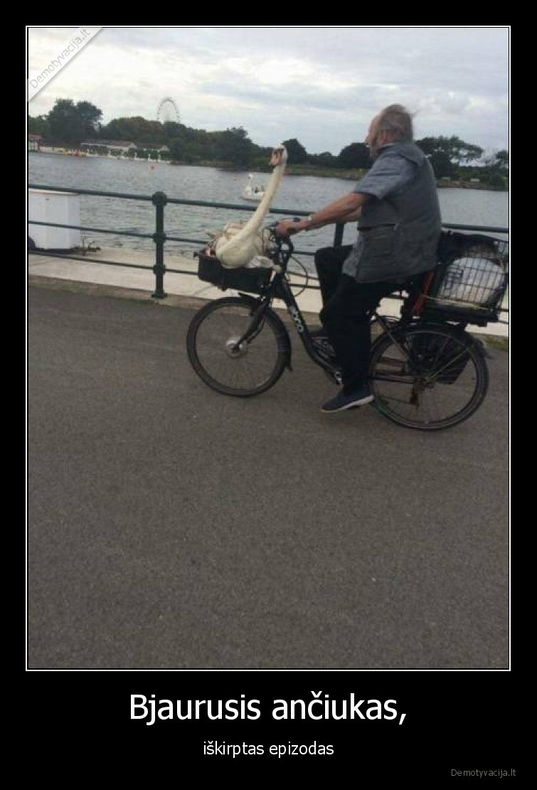 bjaurusis,anciukas,dviratis,gulbe