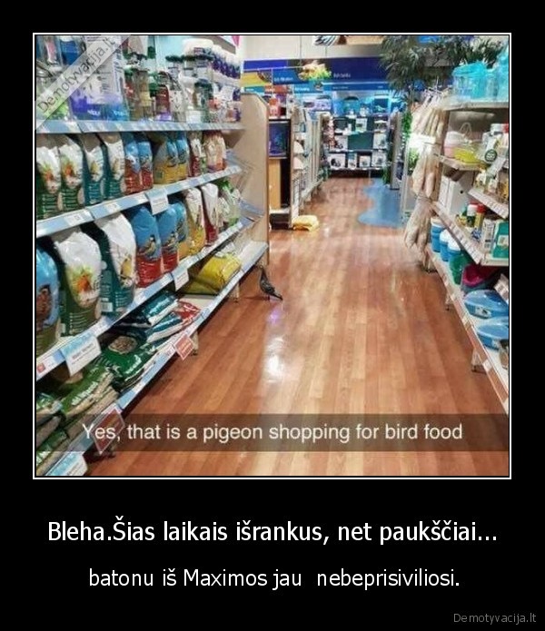 Bleha.Šias laikais išrankus, net paukščiai...