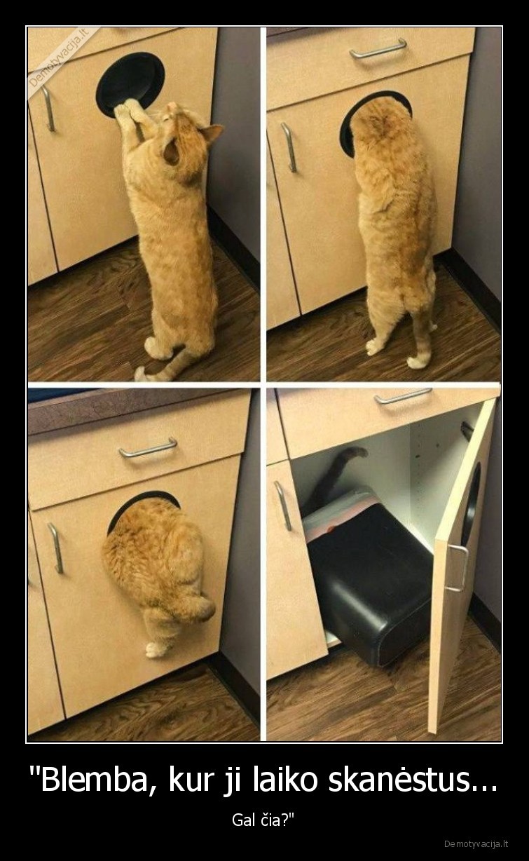 kate,katinas,skanestai