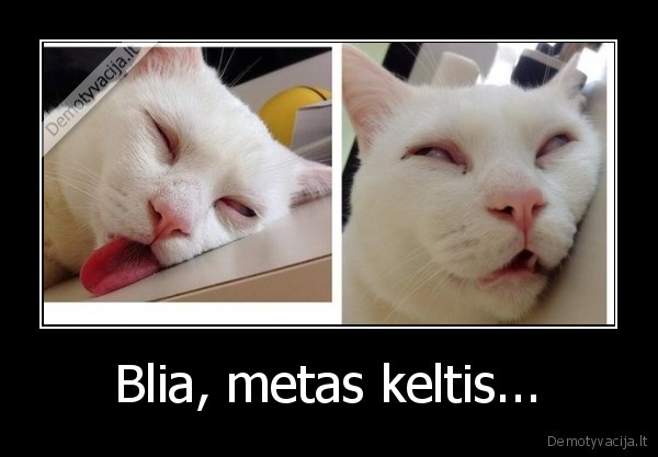 rytas,katinas,keltis