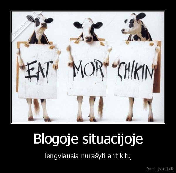bloga,situacija,lengviausia,nurasyti,kitu,karves,visciukai,chicken