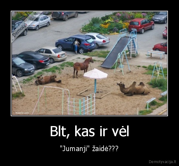 gyvunai,aikstele,jumaji