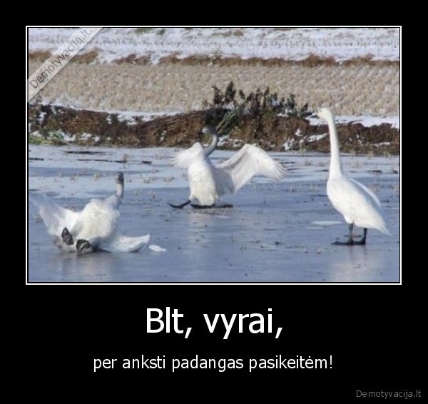 gulbes,slidu,padangos