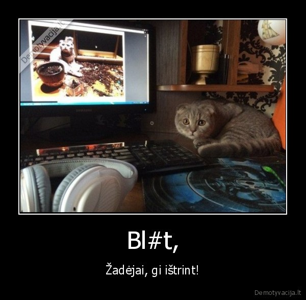 prigautas, katinas,juokingas, katinas,nustebes, katinas