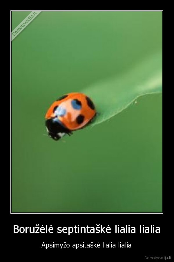 Boružėlė septintaškė lialia lialia