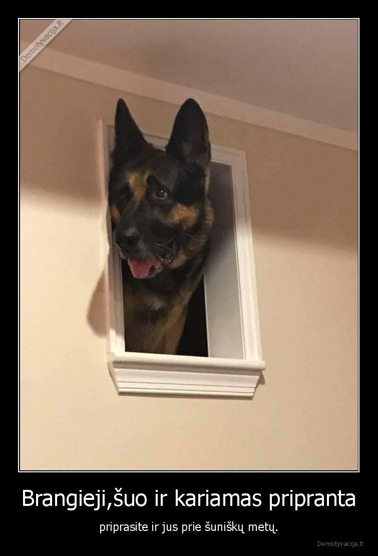 Brangieji,šuo ir kariamas pripranta