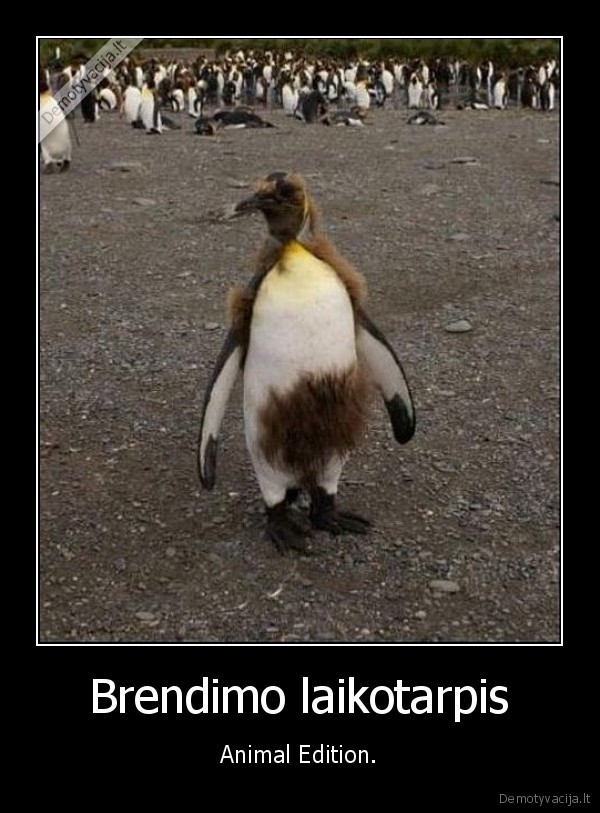 Brendimo laikotarpis