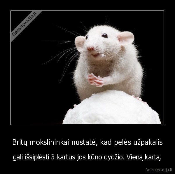 pele,uzpakalis,anusas,kunas,dydis,kartas