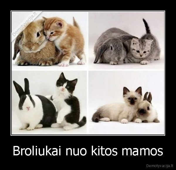 kiskis,zuikis,kaciukas,katinas,kate