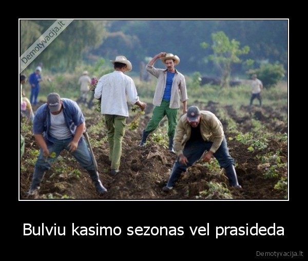 bulves,vel,sezonas,skauda,nugara,dd