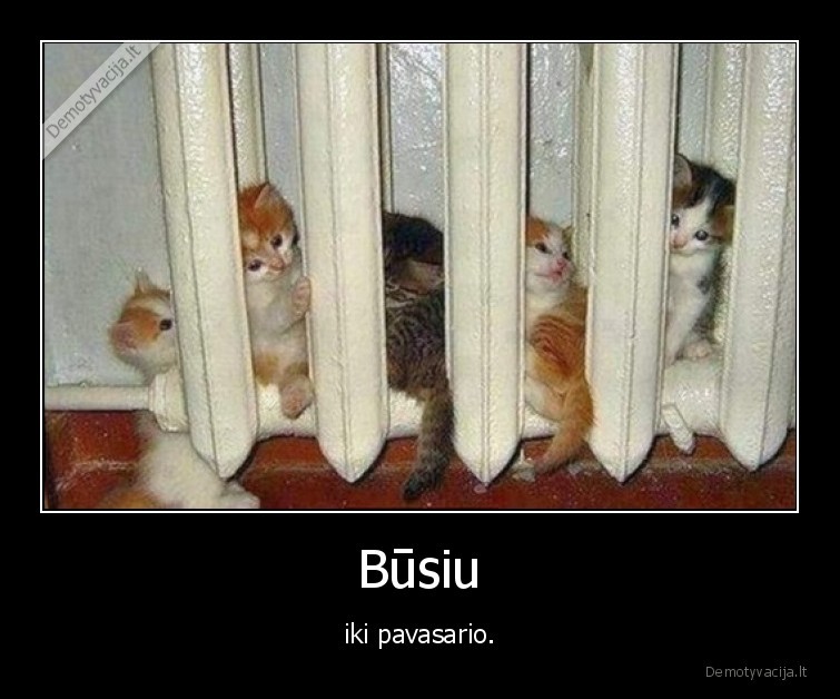 kaciukai,kaciukas,katinas,kate,radiatorius,apvasaris