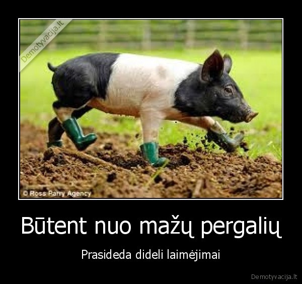 kiaule, win, kubilius, kaltas