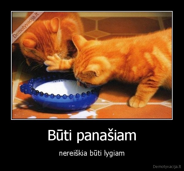 katinai,pienas,lakti,panasumas,lygumas