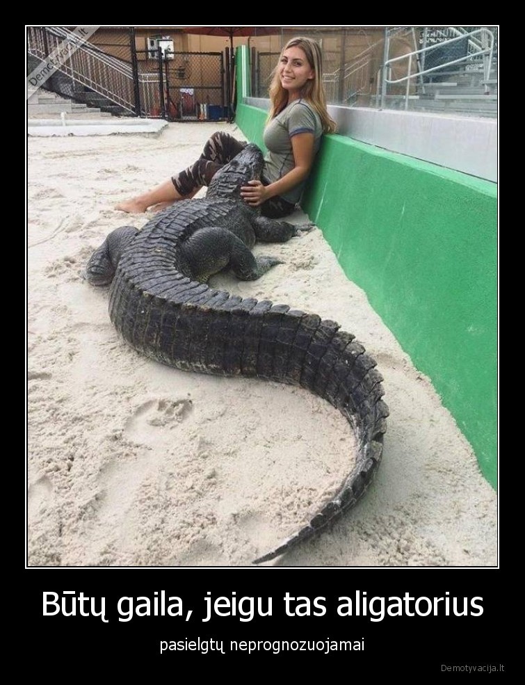 butu, gaila,merginos,aligatorius,krokodilas