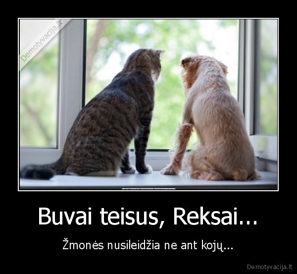 katinas,suo,issoko, pro, langa