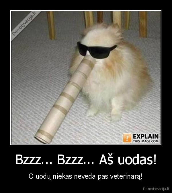 juokingas, katinas,katinas, uodas