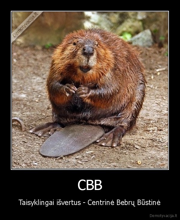 bebras., cbb, ciulpk, bybi