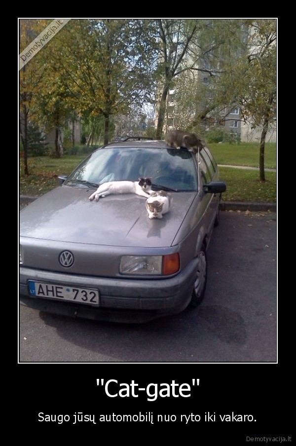 cat, gate,saugo,automobili
