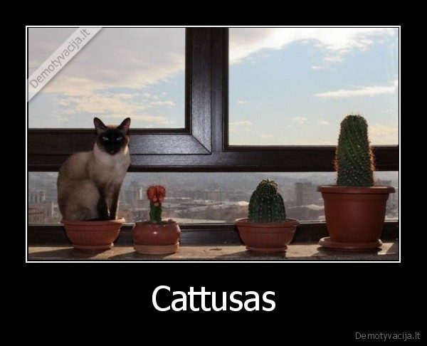 nuo, kada, kebabai, vazonuose, auga