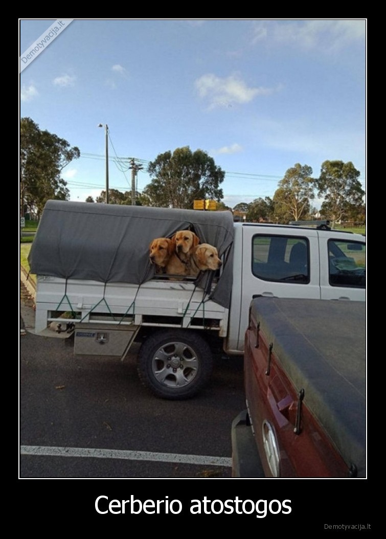 cerberis,sunys,trys,galvos