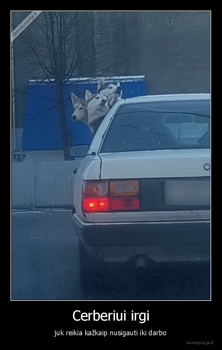 cerberis,suo,haskiai