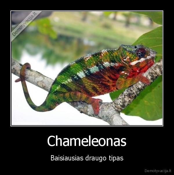 Chameleonas