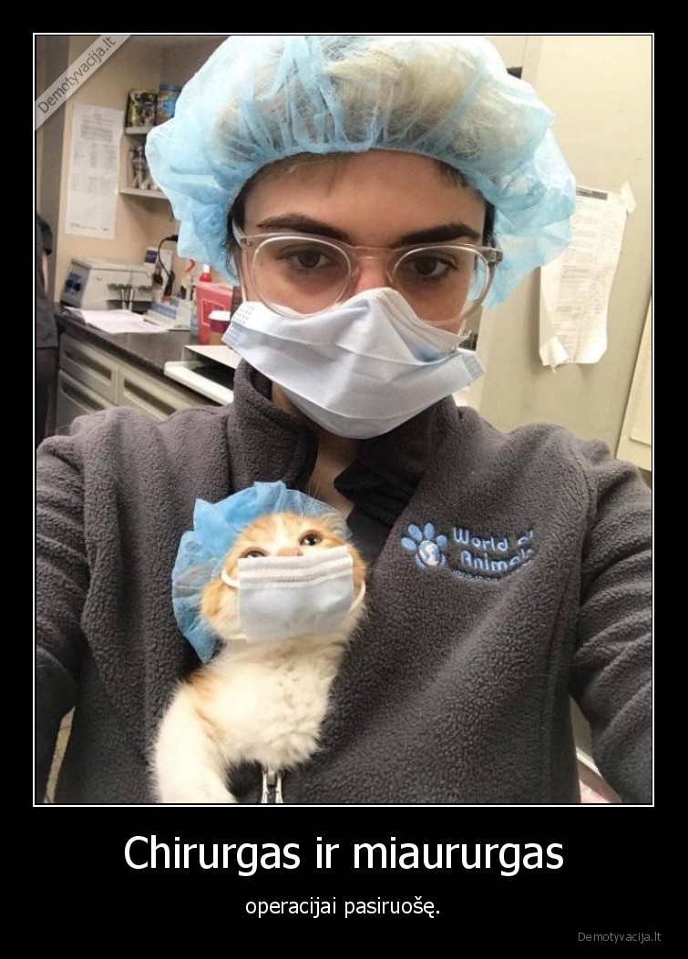kate,katinas,chirurgas,operacija
