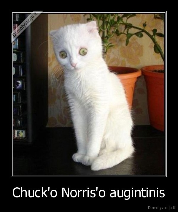 Chuck'o Norris'o augintinis