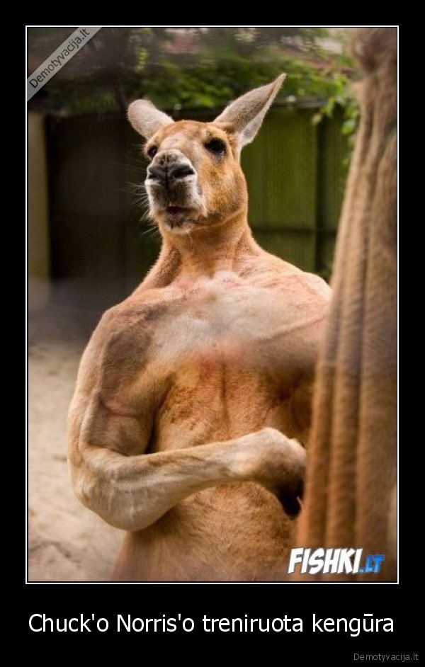 Chuck'o Norris'o treniruota kengūra
