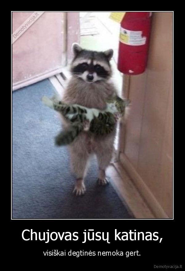 Chujovas jūsų katinas,