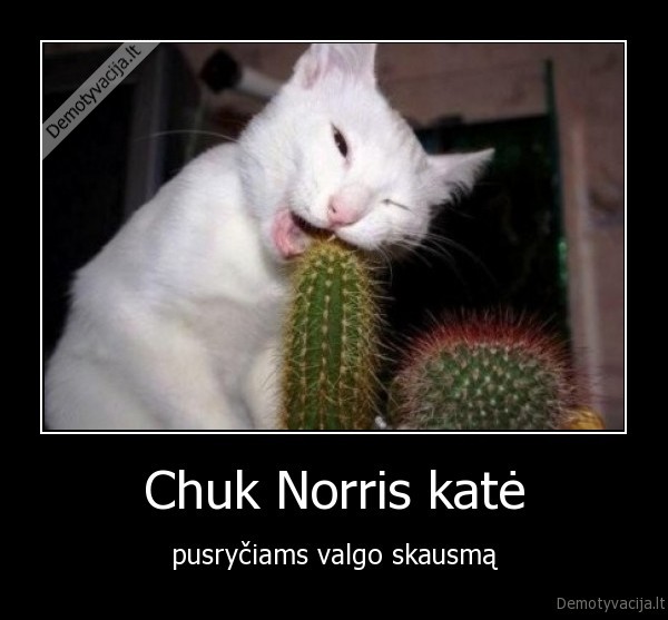 Chuk Norris katė