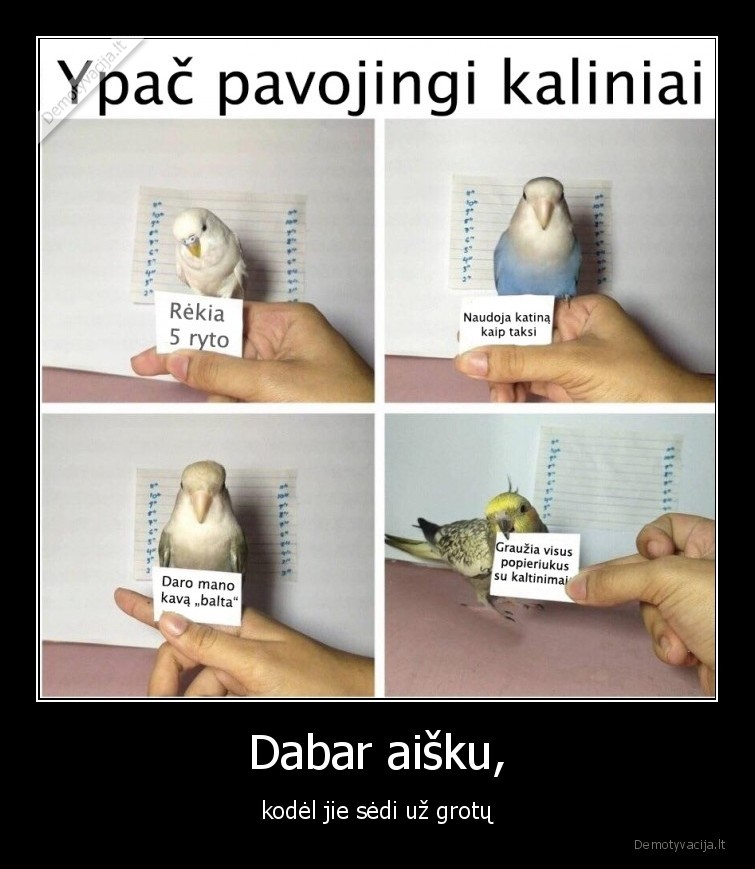 papugos,nusikalteliai,grotos