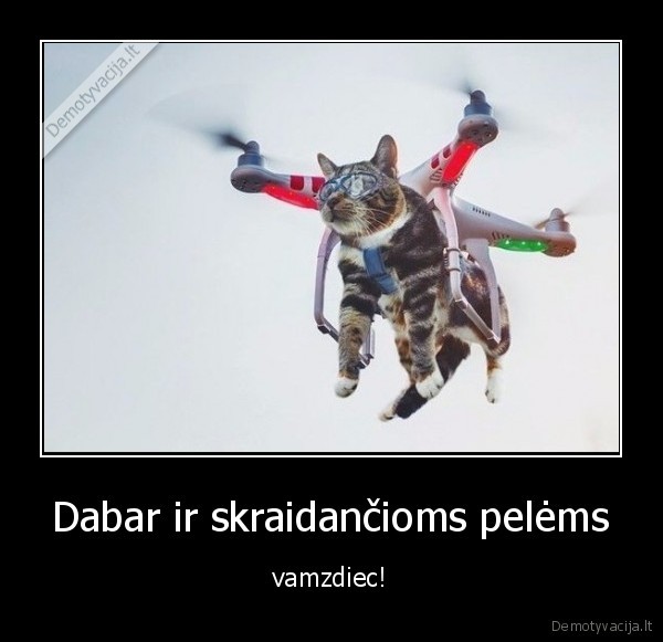 katinas,skraidyti