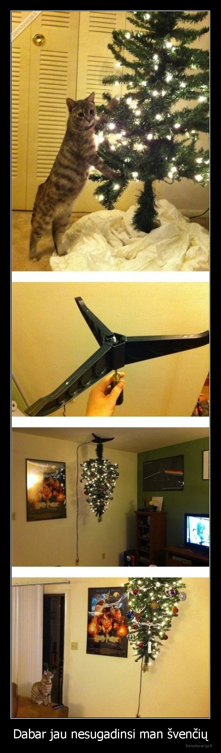 eglute,katinas,sventes