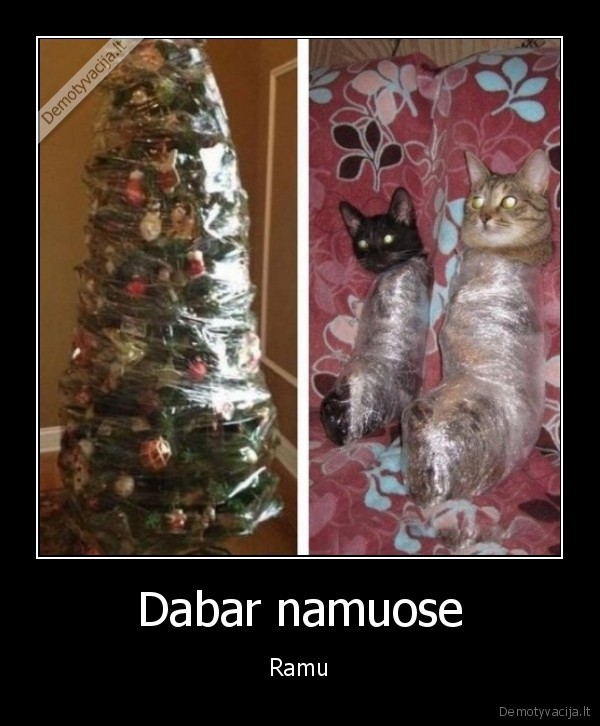 kates,kaledine, eglute