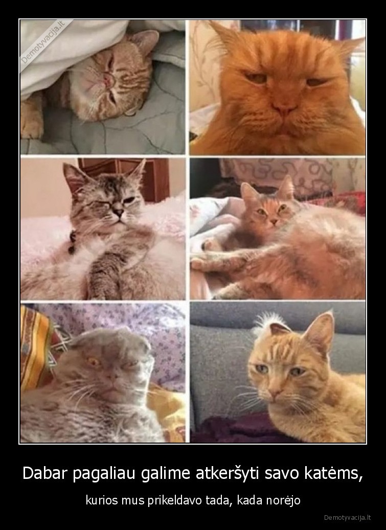 katinai,prikelti,miegas,karantinas