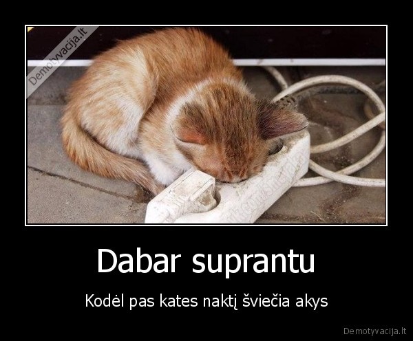 kaciu, akys,kate, kraunasi