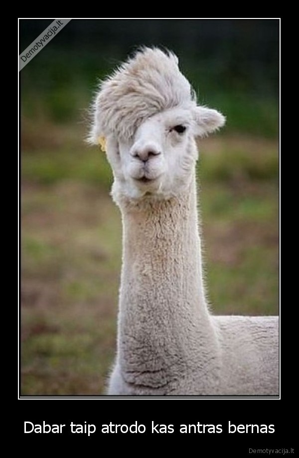 Dabar taip atrodo kas antras bernas