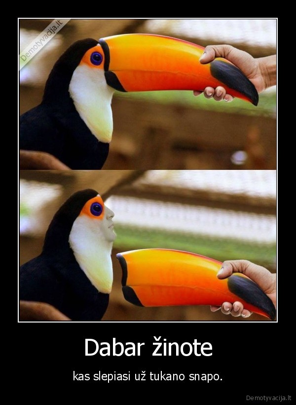 tukanas,paukstis,snapas