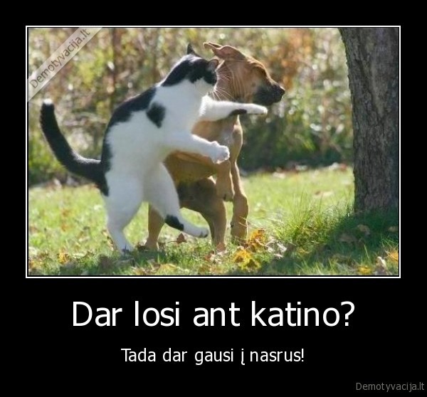 loti,katinas,suo,gauti, i, dantis,gauti, i, nasrus