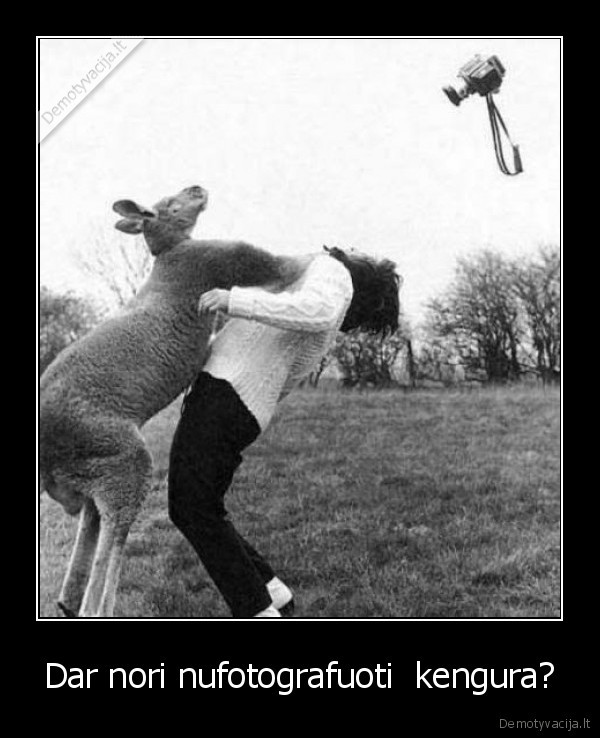 Dar nori nufotografuoti  kengura?